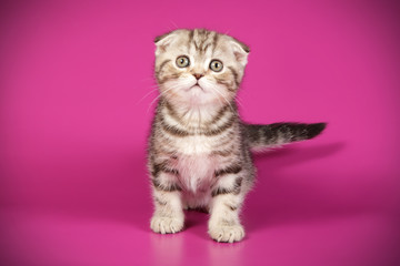 Scottish fold shorthair cat on colored backgrounds