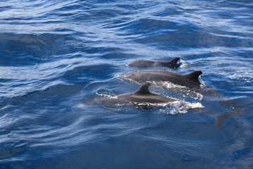 the grind's family of black dolphins in the open ocean