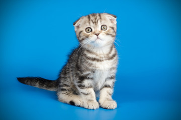 Obraz premium Scottish fold shorthair cat on colored backgrounds