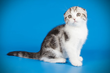 Scottish fold shorthair cat on colored backgrounds