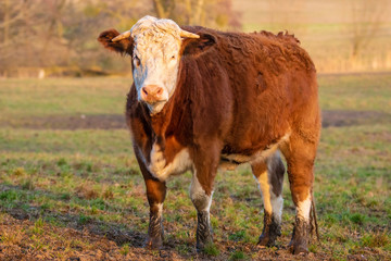 cattle meat in the yard in early spring