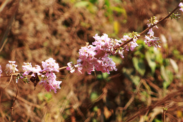 flower and plant in the forest