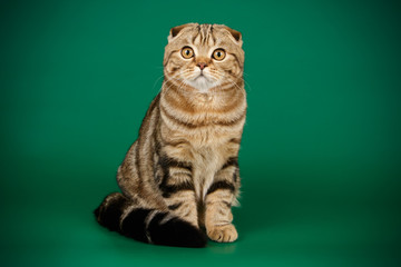 Obraz premium Scottish fold shorthair cat on colored backgrounds