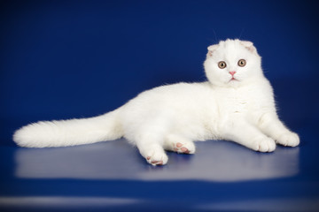 Scottish fold shorthair cat on colored backgrounds