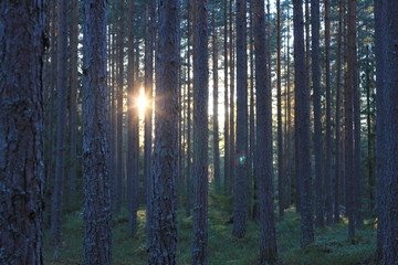 The sun looking through trees in a forest