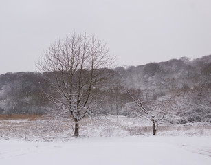 Snow in Gloucestershire February 2019, Two Trees against hill backdrop