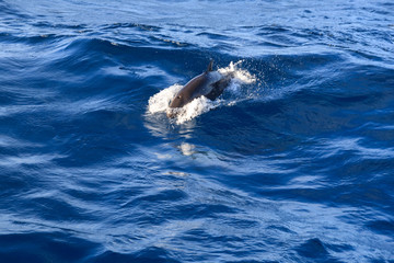 Fototapeta premium black dolphin grind in the open ocean