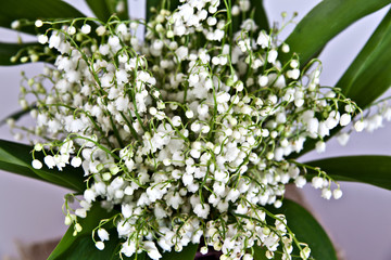 Bouquet of lily of the valley  on a white background