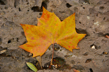 fallen leaf on the stone