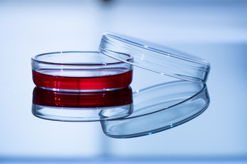 Petri dish with red substance in lab