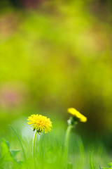 Dandelion flower (Taraxacum officinale) in the field.