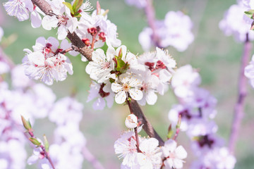 Young spring cherry branch blossom flowers close-up on bokeh background