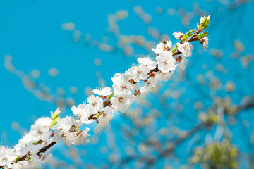 Fresh spring cherry tree flowers close-up on colourful bokeh background