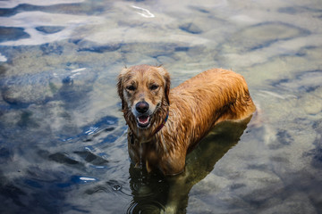 golden retriever dog in the water