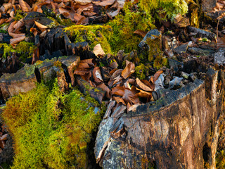 stump with green moss in the forest