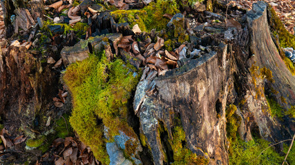 Obraz na płótnie Canvas stump with green moss in the forest