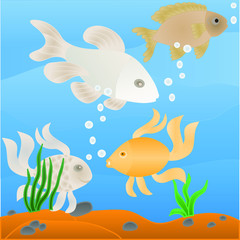 Fototapeta na wymiar fish in aquarium with pebbles