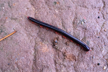 Miliipede on the ground in Sulawesi, Indonesia