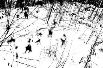 winter © Barbara