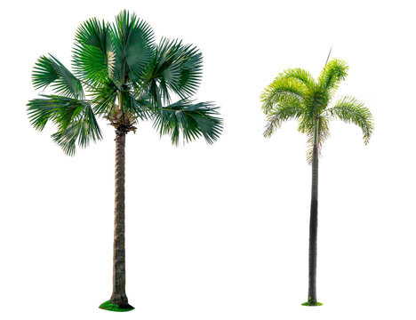 Manila palm, Christmas palm tree (Veitchia merrillii (Becc.) H.E. Moore )