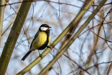 Great Tit
