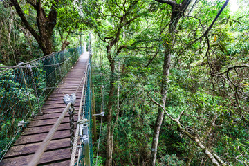Lamington tree top walkway hanging bridge in temperate rainforest in Queensland, Australia