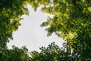 Looking up in Forest - Green Tree branches nature abstract frame background