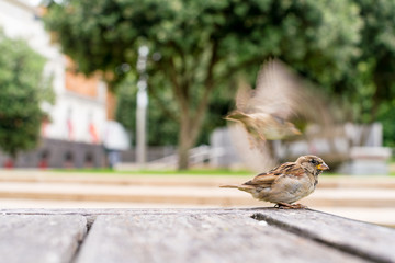 Sparrows on the table in the park