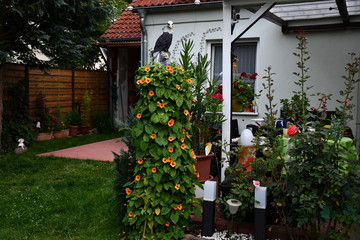 Obraz premium Garten