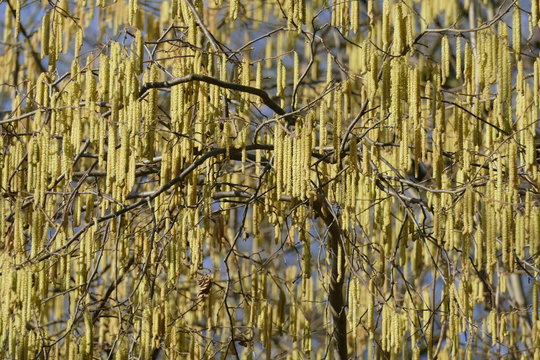 Haselstauden Bilder Durchsuchen 57 Archivfotos, und