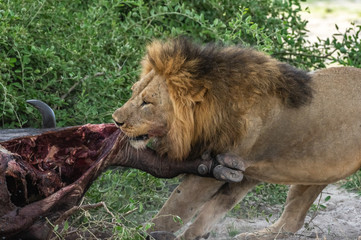 The Savuti North Pride lions roam in the Chobe National Park Botswana.