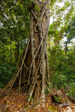 Strangler fig tree in Lamington National Park, Queensland, Australia