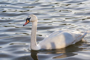 Fototapeta premium Swan on lake water in sunset day, Swans on pond, nature series. Beautiful White Swan swimming in a lake