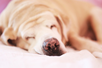 freckles  close-up Nose fat Labrador Retriever 14 years old sleep on pad,  orange tone.