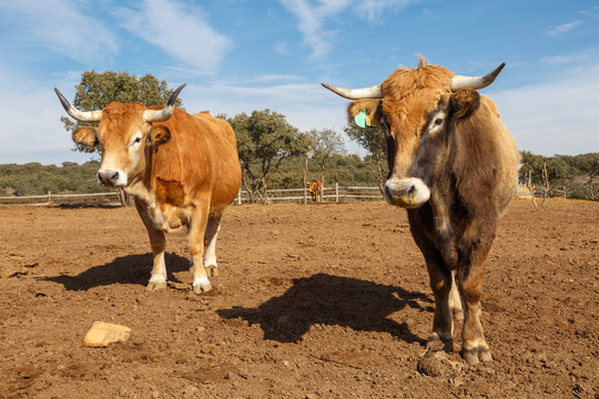 Toros castrados. Bueyes en la granja. Ganader&iacute;a.  Jim&eacute;nez de Jamuz, Le&oacute;n, Espa&ntilde;a.