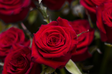 Bouquet of red roses background. Wedding natural flowers. Valentines day or 8 march floral gift. Romantic love design