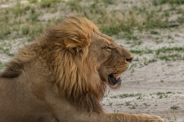 Obraz na płótnie Canvas The Savuti North Pride lions roam in the Chobe National Park Botswana.
