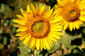 Obraz premium close up view of beautiful yellow sunflower with blurred background