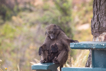 Obraz premium Chacma Baboon female looking down at baby (Papio Ursinus)