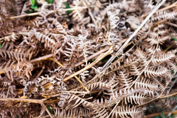 leaves
