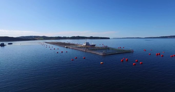 Aerial view of wellboat during harvesting of salmon in captivity, in the waters of the Chiloe archipelago