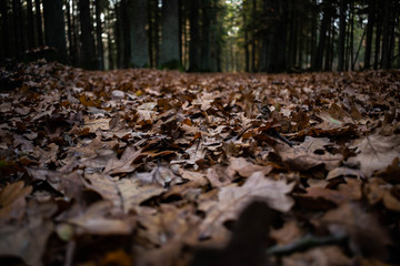 leaves in the forest