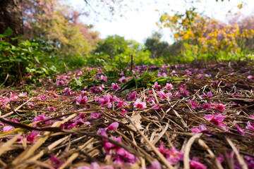 Wild Himalayan Cherry ( Prunus cerasoides ) ( Sakura in Thailand )