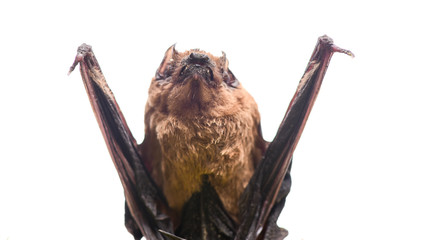 Bat detector. Dummy of bat white background. Ugly bat. Forelimbs adapted as wings. Museum of nature. Mammals naturally capable of true and sustained flight. Bat emit ultrasonic sound to produce echo
