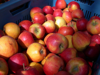äpfel schön rot