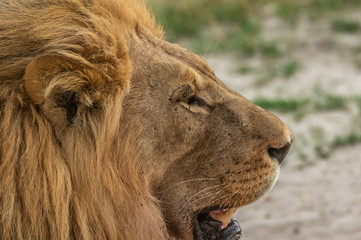 Fototapeta na wymiar The Savuti North Pride lions roam in the Chobe National Park Botswana.