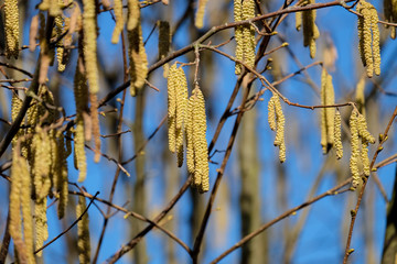 Naklejka premium the allergy sufferers are not happy about it, the hazelnut shrubs bloom this year very early