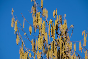 the allergy sufferers are not happy about it, the hazelnut shrubs bloom this year very early