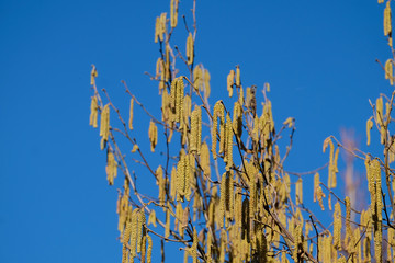 the allergy sufferers are not happy about it, the hazelnut shrubs bloom this year very early