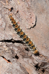 Pine processionary in bark of pine tree